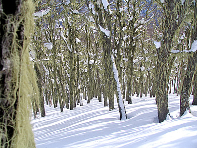 Aire, bosque y nieve pura